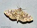 Haritalodes derogata