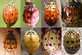 Variability of Harmonia quadripunctata