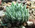 Haworthia herbacea, showing distinctive yellow-green ("herbacea") colour, and spined margins & keels.