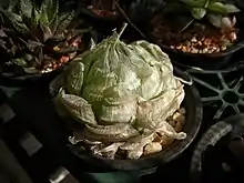 Haworthia lockwoodii drys its leaves into a papery sheath in the heat of summer.