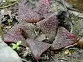 Haworthia magnifica var. atrofusca is a very dark, reddish-brown, rough-surfaced variety