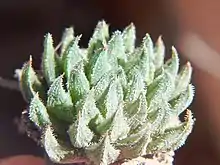 Haworthia pubescens co-occurs with H.herbacea but is very finely "pubescent" (covered in velvety fur)