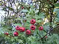 Fruit (haws)