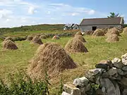 Hay cocks in a field in Ireland