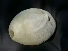 Test of a spatangoid (oral face) : the mouth is on the right and the anus on the left.