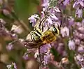 Solitary bee Colletes succinctus