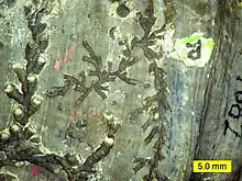 Three hederelloid species on a Devonian rugose coral