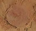 Heliomedusa orienta