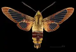 Hemaris thysbe ♂