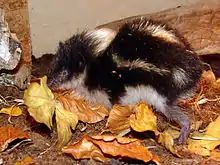 Black and white striped tenrec