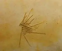 Hemicidaris intermedia (Hemicidaridae)