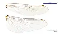 Female wings