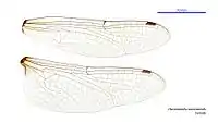 Female wings