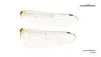 Female wings
