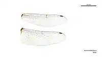 Male wings