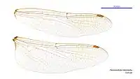 Female wings