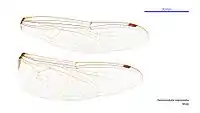 Male wings