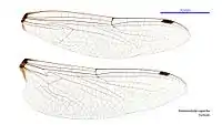 Female wings