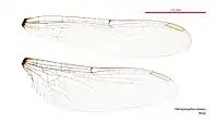Male wings