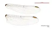 Male wings
