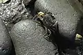Yellow Shore crab (Hemigrapsus oregonensis) found in shallow intertidal areas