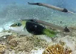 Blackeye thicklip (Hemigymnus melapterus)