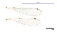 Male wings