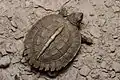 Juvenile, carapace view, in Tha Yang District