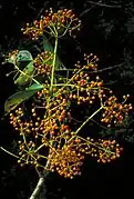 Fruit