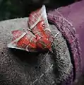 Herald moth, Scoliopteryx libatrix, warming up on a cold day by whirring its wings