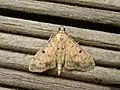 Herpetogramma cynaralis