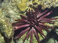 Heterocentrotus mamillatus