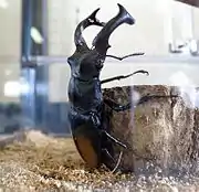 A live individual of Hexarthrius parryi from the Akashi Kaikyo National Park of Awaji Island