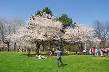 group of people taking pictures around trees with white flowers