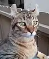 Closeup of Highlander face, with curled ears and distinctive facial features.