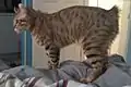 Tabby markings and bobtail.