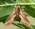Hippotion boerhaviae