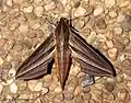 Hippotion rafflesii