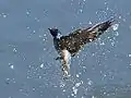 Water striking