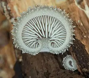 Image 38Hohenbuehelia mastrucata mushroom growing in Busse Woods, Elk Grove Village. Image credit: Rocky Houghtby (photographer), Leoboudv (upload) (from Portal:Illinois/Selected picture)