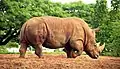 Southern White Rhino 1997