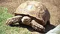 Giant tortoise 1997