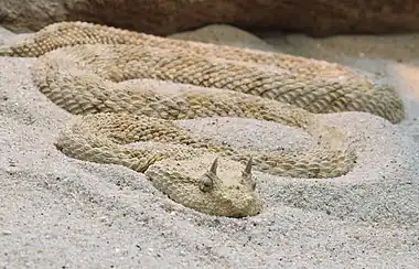 Image 2Cerastes cerastesCerastes cerastes, commonly known as the Saharan horned viper or the horned desert viper, is a venomous species of viper native to the deserts of northern Africa and parts of the Arabian Peninsula and Levant. It often is easily recognized by the presence of a pair of supraocular "horns", although hornless individuals do occur.More selected pictures