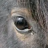 Eye area of a dark bay horse, showing lighter hairs around the eye