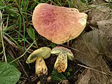 Hortiboletus bubalinus