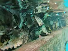 Unidentified oysters