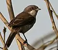 at Hodal, Faridabad, Haryana, India.