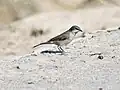 at Hodal, Faridabad, Haryana, India.