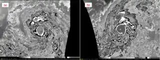 A comparison of Dvorak-enhanced infrared satellite signatures of Hurricanes Patricia and Linda (1997) at their peak intensity. A "cold dark gray" ring surrounding Patricia's eye represents cloud tops of −81&nbsp;°C (−114&nbsp;°F) or colder, more intense than the "cold medium gray" ring surrounding Linda's eye.
