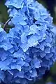 Hydrangea flowers